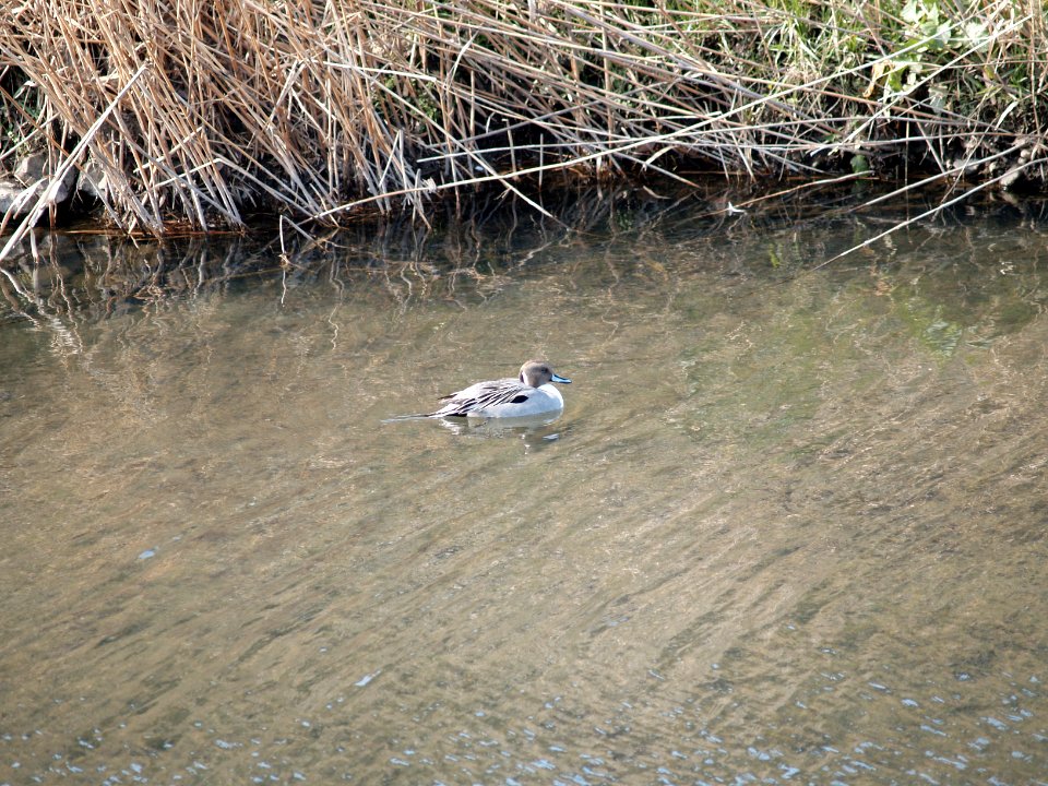 オナガガモ [尾長鴨] [Northern Pintail] [Anas acuta] - ♂