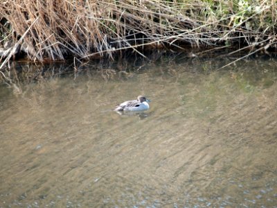 オナガガモ [尾長鴨] [Northern Pintail] [Anas acuta] - ♂