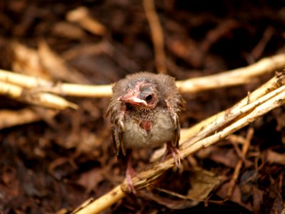 ヒヨドリ [鵯] [Brown-eared Bulbul] [Hypsipetes amaurotis]-雛 photo