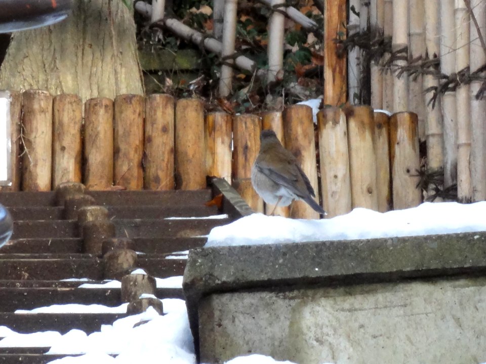 シロハラ [白腹] [Pale Thrush] [Turdus pallidus]