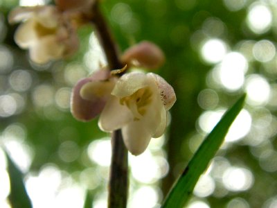 オオバジャノヒゲ[大葉蛇の髭][Ophiopogon planiscapus]-花 photo