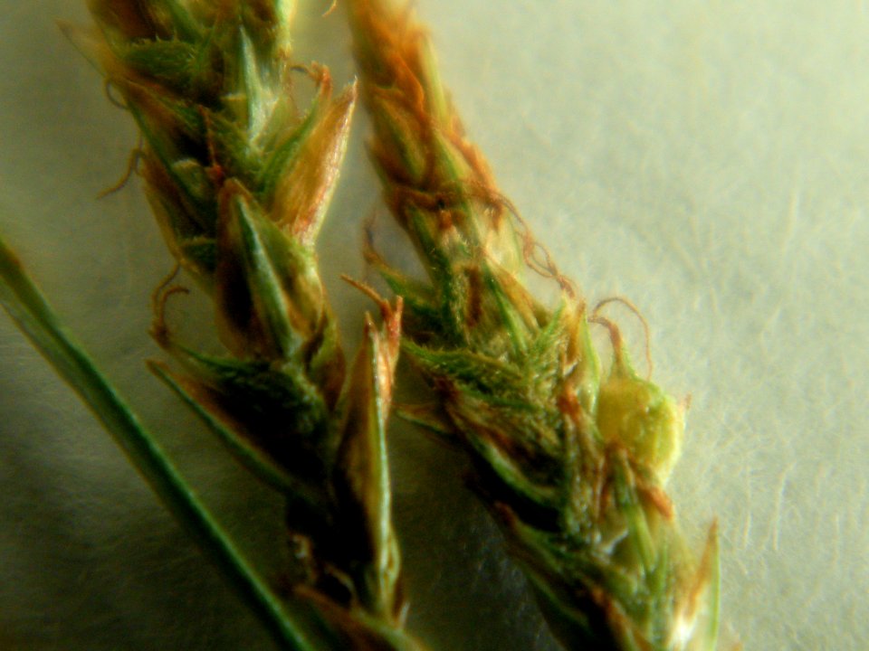 ナキリスゲ[菜切り菅][Carex lenta D.Don ex Spreng.]-花拡大02