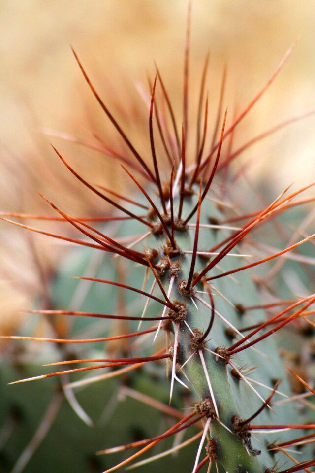 Spike spiked garden