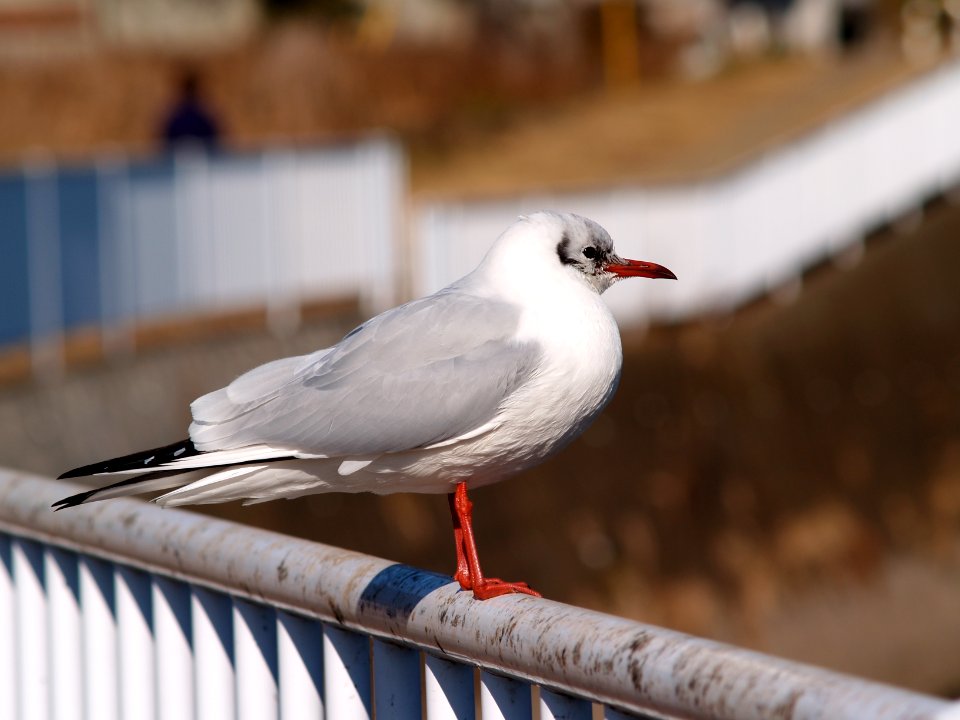 ユリカモメ [百合鴎] [Black-headed Gull] [Larus ridibundus]