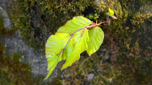 Beech leaf moss tree trunk