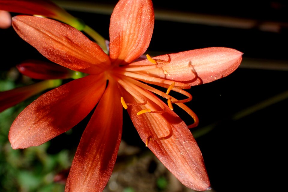 キツネノカミソリ [狐の剃刀] [Lycoris sanguinea]