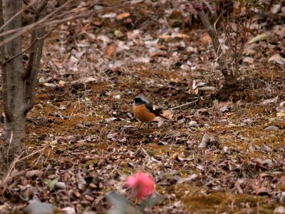 ジョウビタキ [尉鶲:常鶲] [Daurian redstart] [Phoenicurus auroreus Pallas]-雄