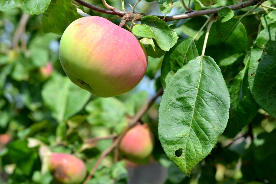 Apple