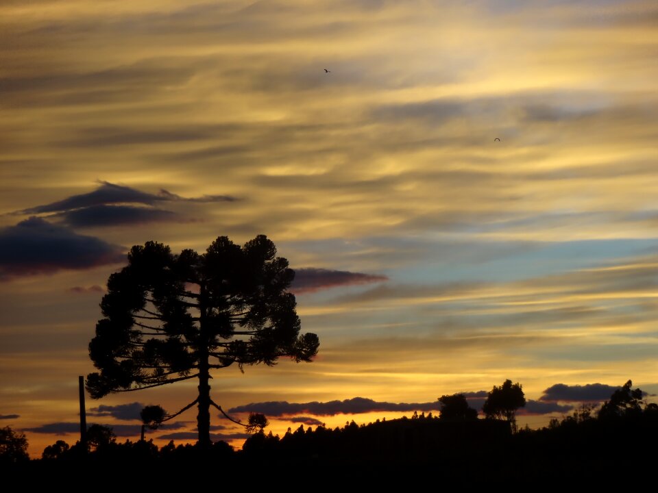 Araucaria sol morning
