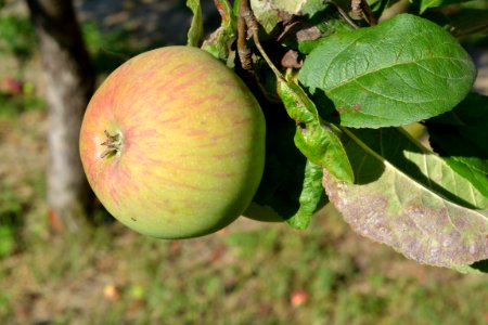 Apple