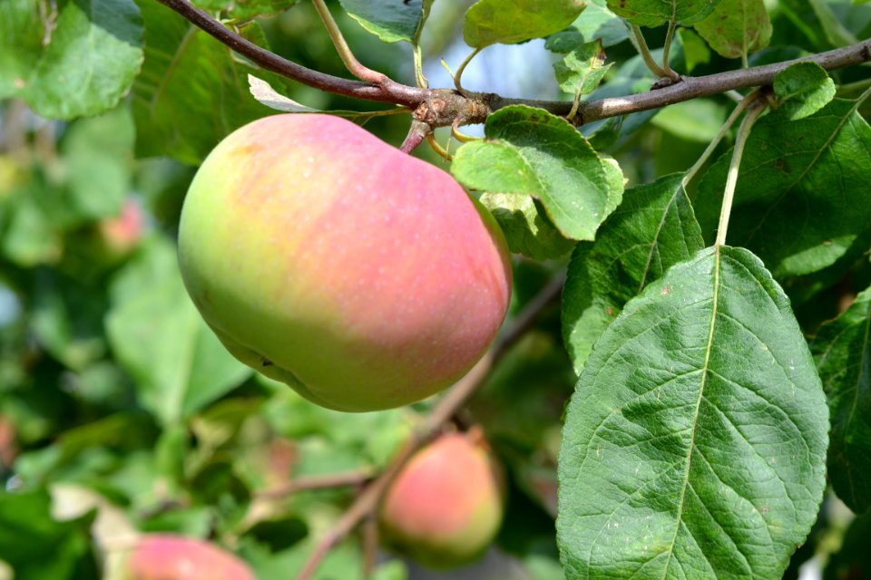 Apple