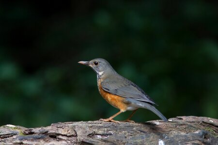 Bird thrush poultry wild fowl