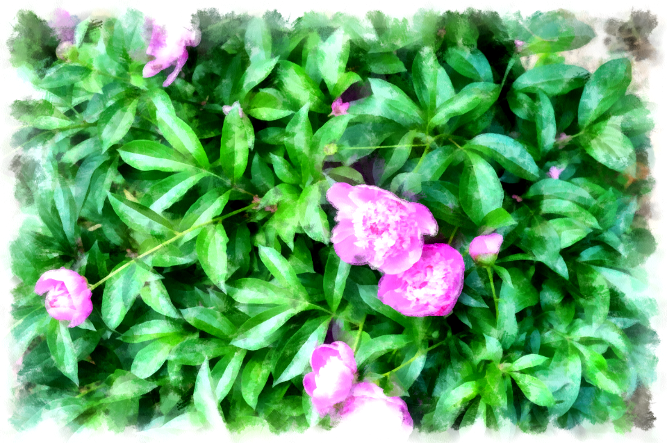 Peony
