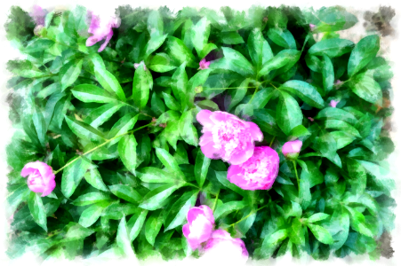 Peony photo