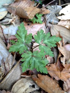 イチリンソウ[一輪草][Anemone nikoensis]-葉