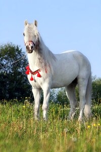 The horse pony animal