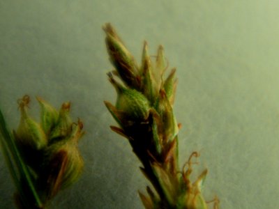 ナキリスゲ[菜切り菅][Carex lenta D.Don ex Spreng.]-花拡大01