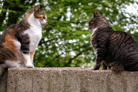 British shorthair cat wall sit
