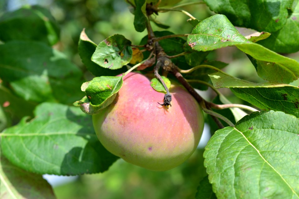 Apple
