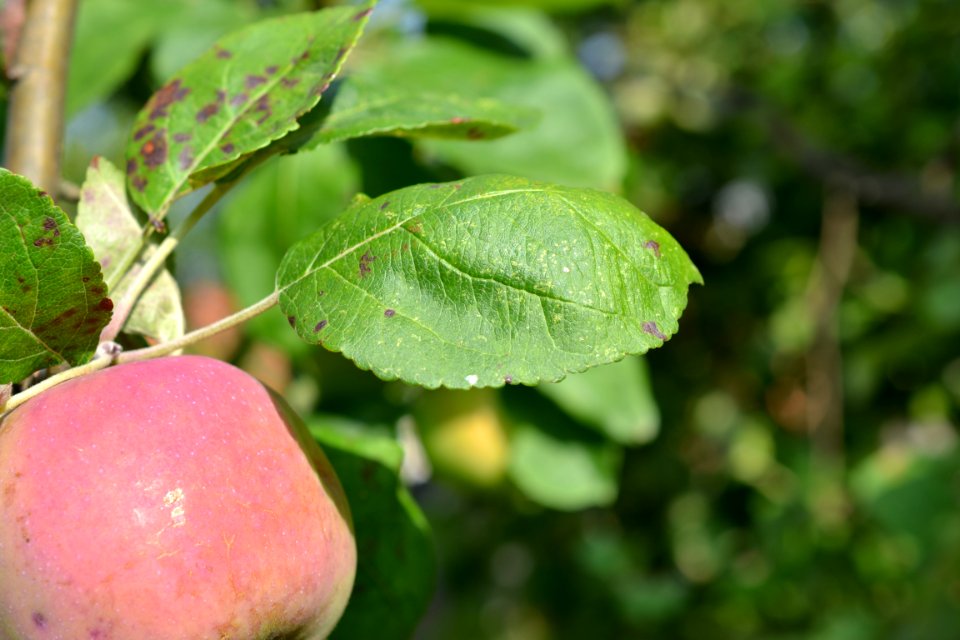 Apple