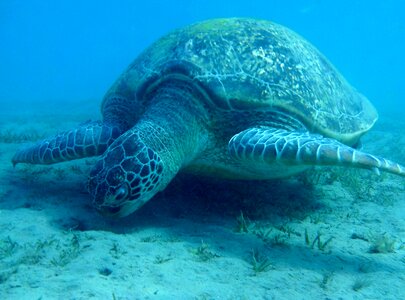 Marsa mubarak devilfish the red sea
