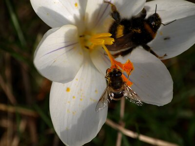 White frühlingsanfang pollination photo