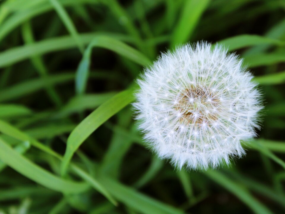 Green flower seeds