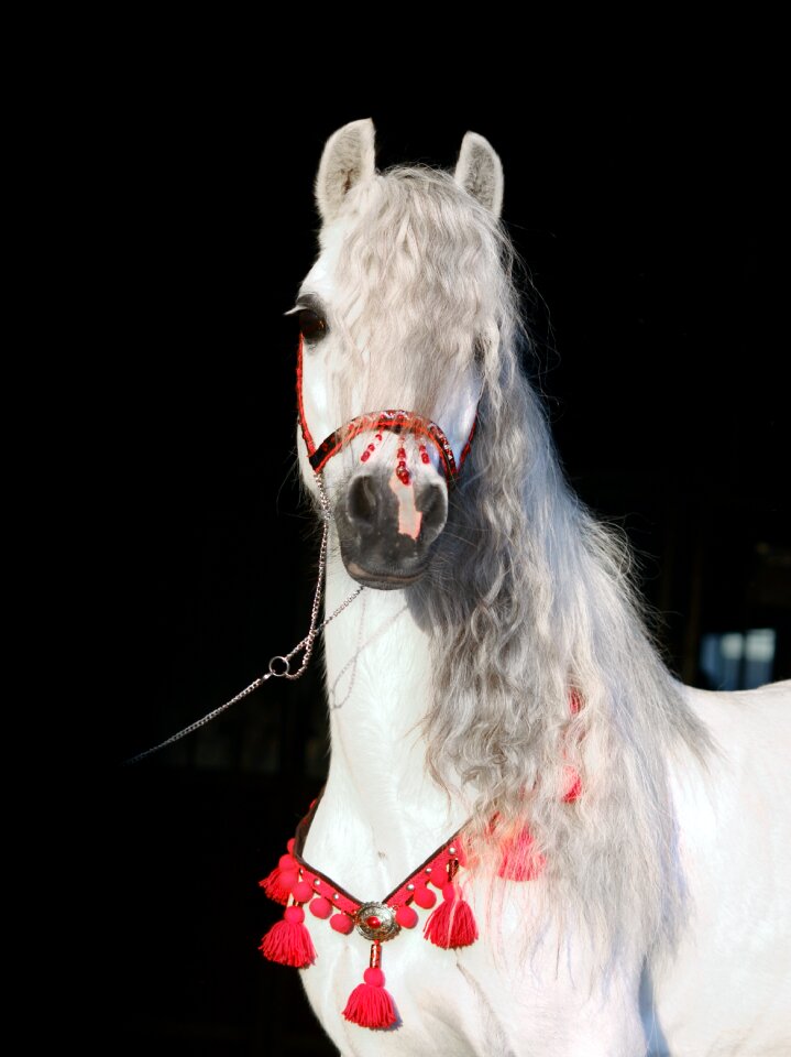 The horse pony animal