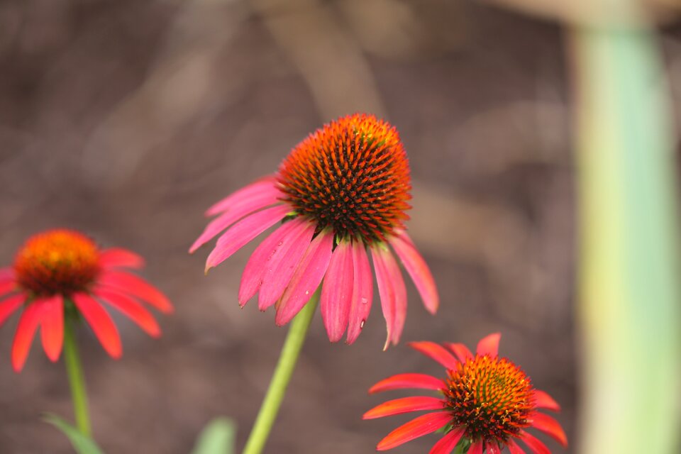 Purple coneflower ruby star brown stars