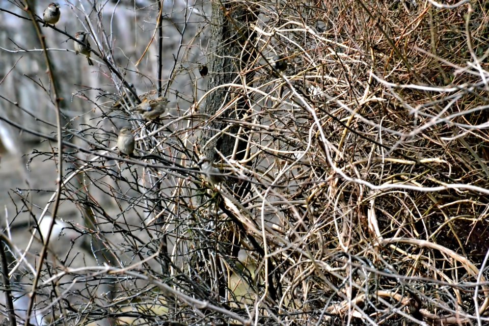 DSC 0212