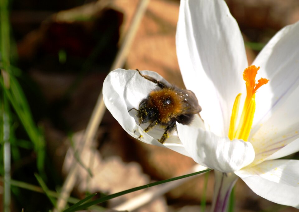 Insect blossom bloom