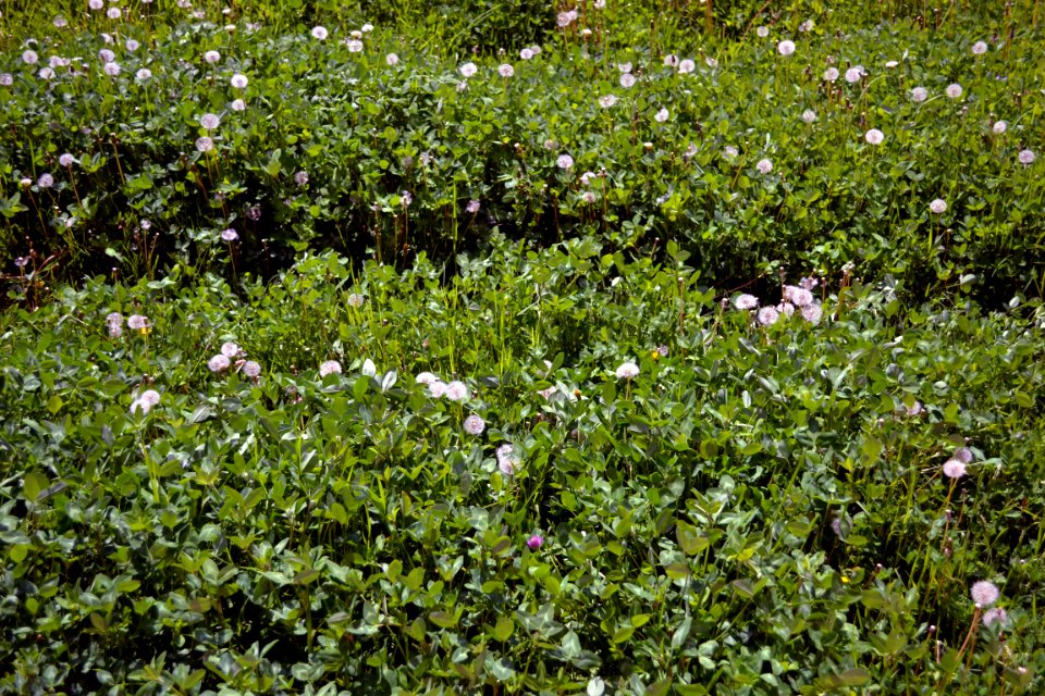 Dandelions and alfalfa