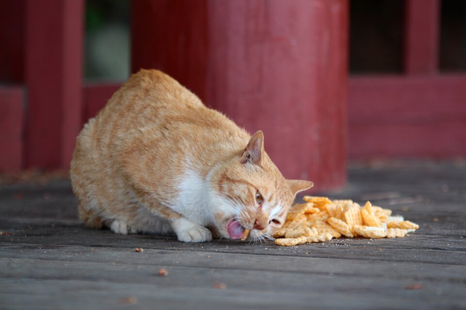 Animal feeding wild animals
