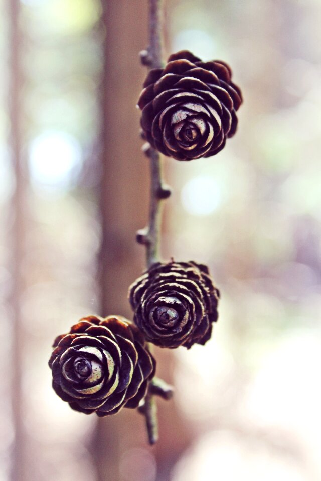 Conifer branch wood