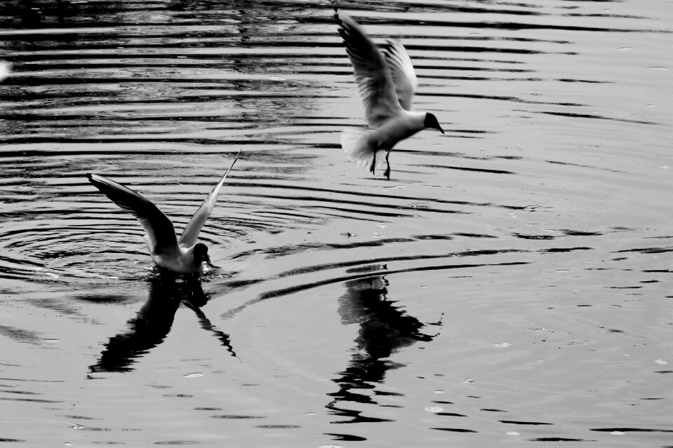 Nature gulls free