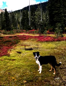 Callaghan Valley photo