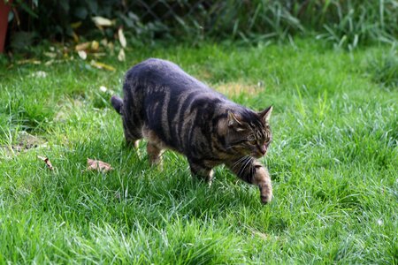 Tiger cat cute young cat photo