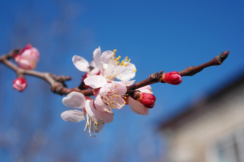 Spring flowers branch