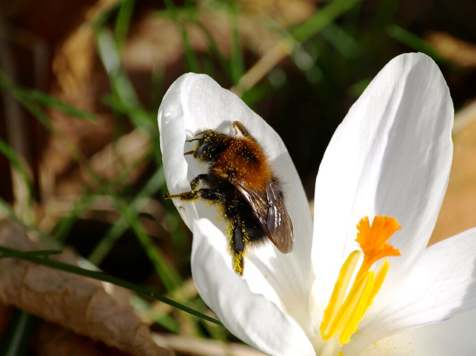 Spring white pollen