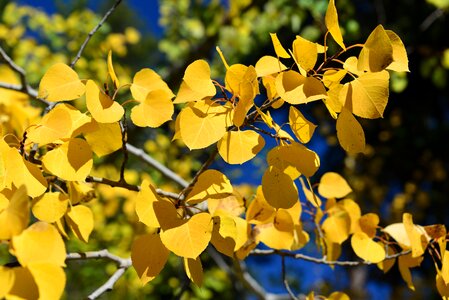 Nature tree yellow photo