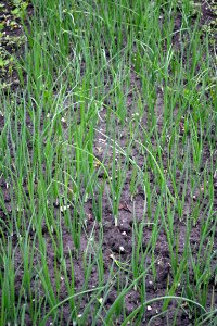 green onions
