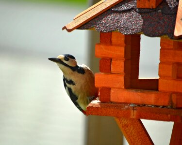 Forest bird forest great spotted woodpecker