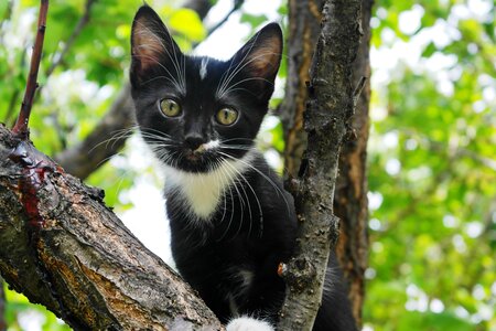 Black kitten cute portrait photo