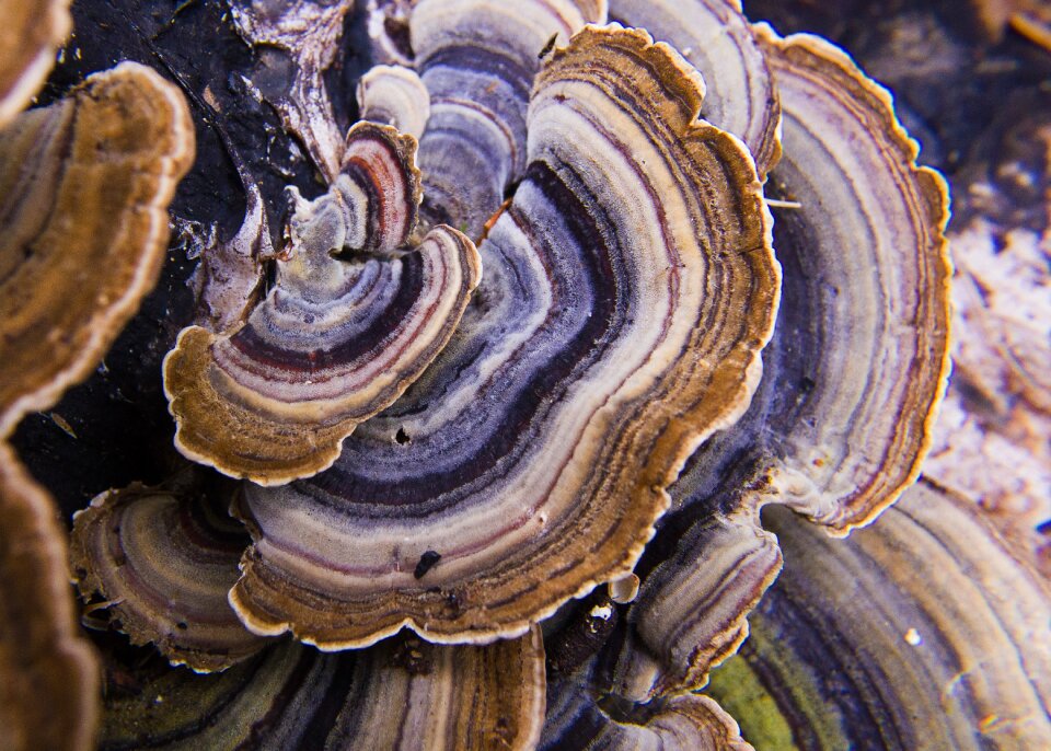 Wood mushrooms tree