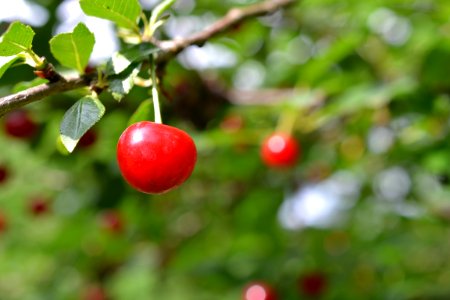 sour cherries photo