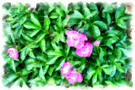 Peony