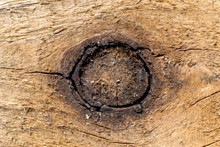 knot in wood