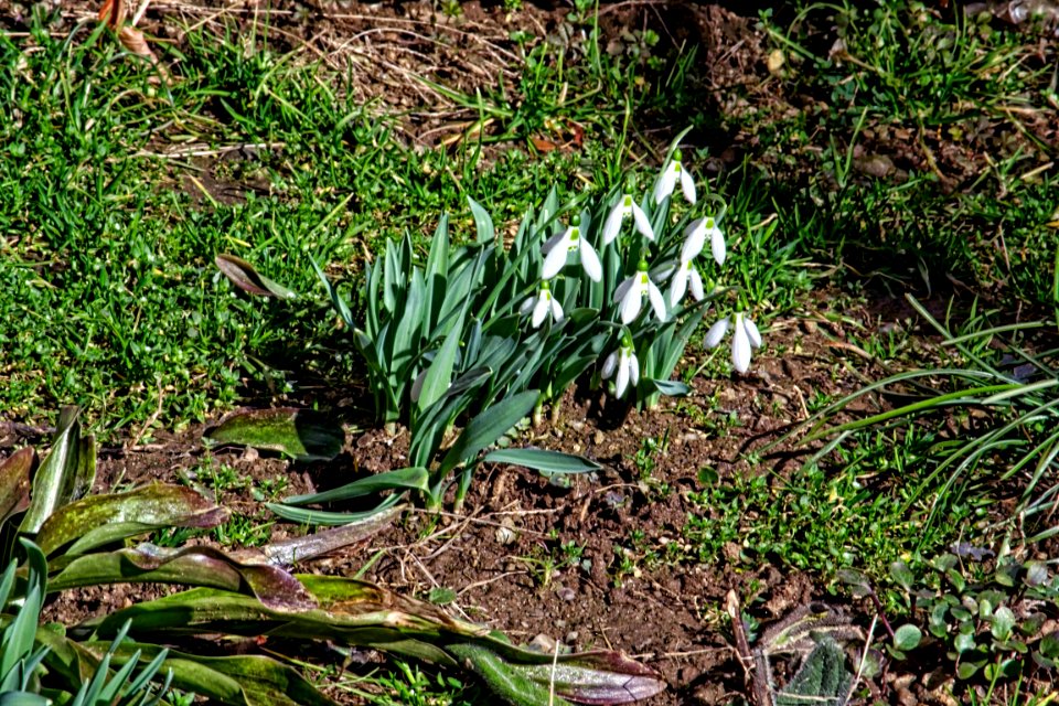 snowdrops