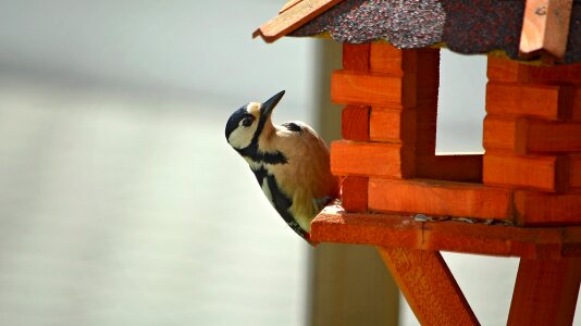 Forest bird forest great spotted woodpecker
