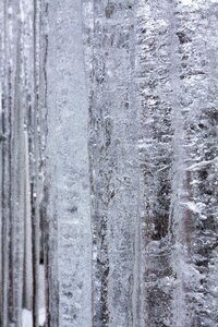 Winter white frost photo